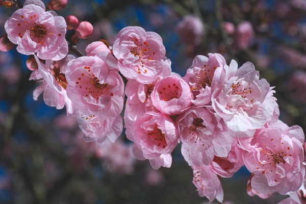 Spring Is Pink Blossom by Joy Watson